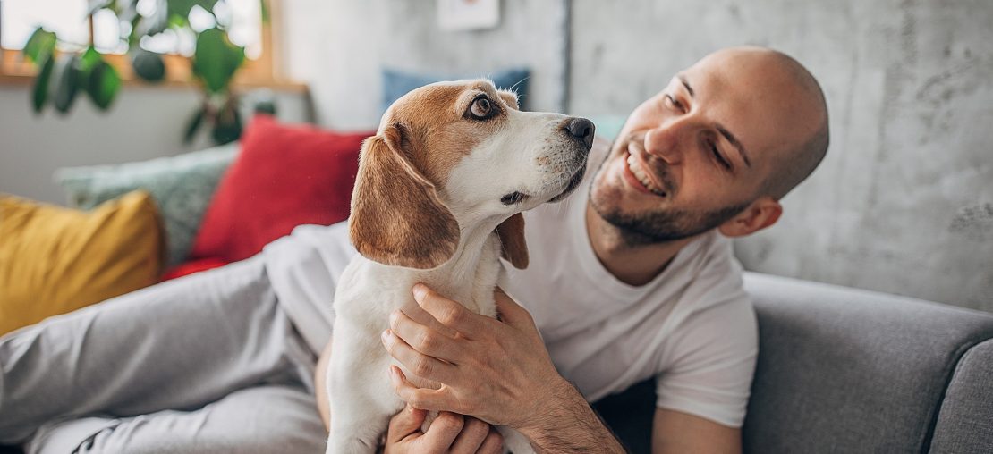 adaptação pet mudança