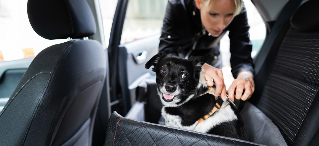 como viajar com cachorro