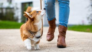 pet place