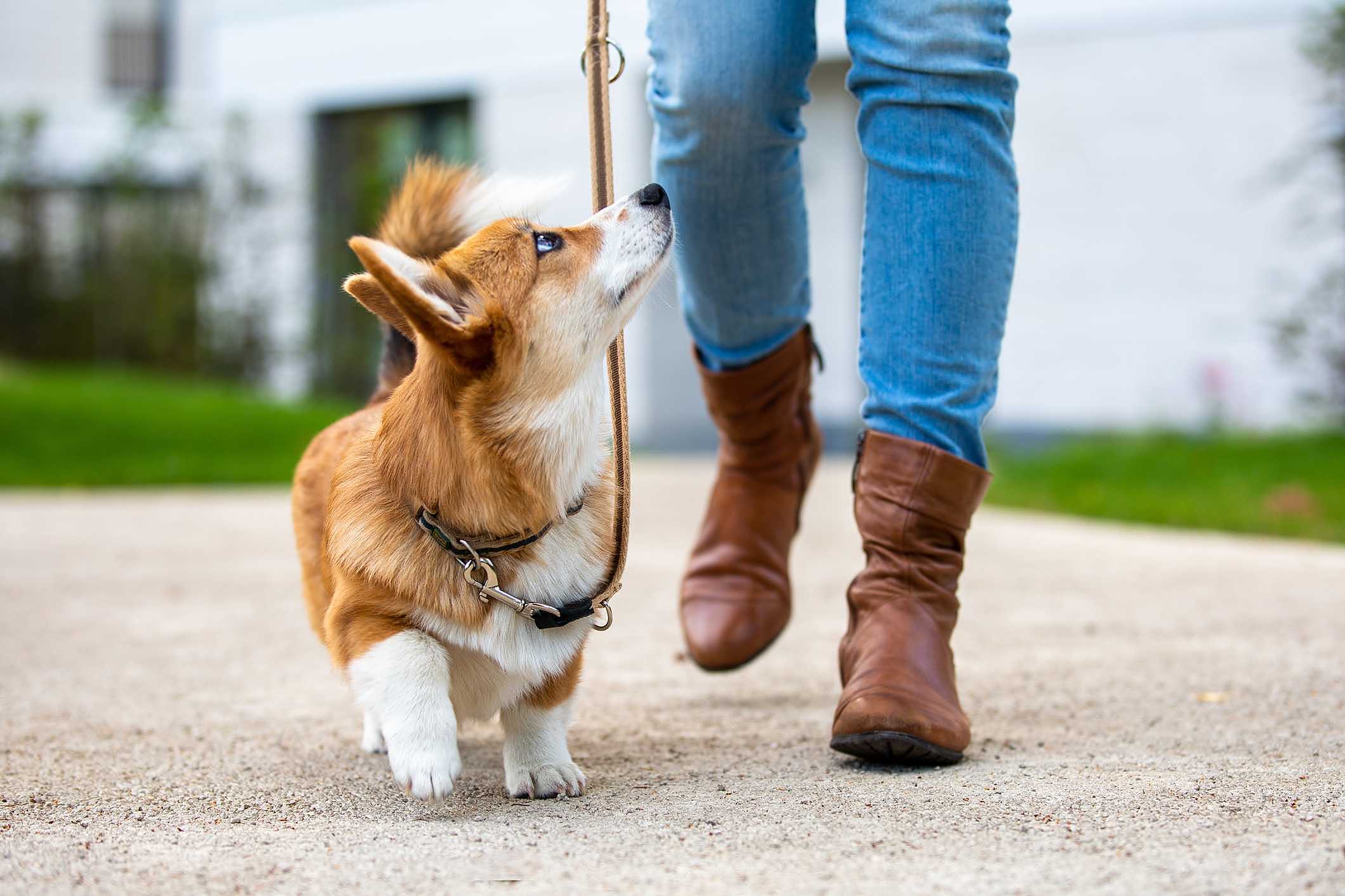 Pet place: o que é e quais são as vantagens do espaço para pets?