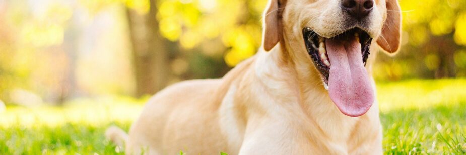 Cão de guarda dócil: 5 raças que trazem segurança e podem encantar sua  família