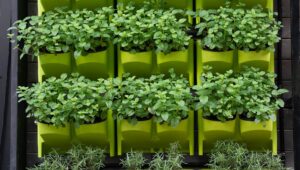 horta vertical