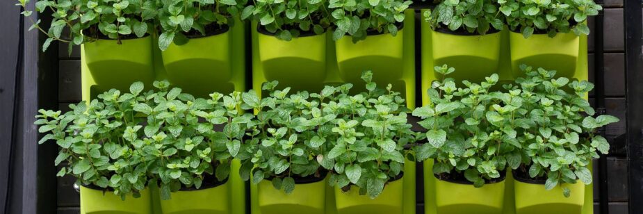horta vertical