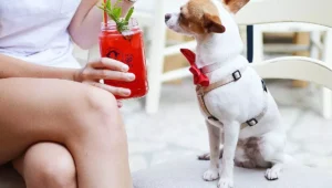 petfriendly